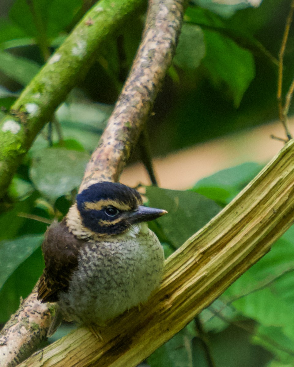 Scaly-breasted Kingfisher - ML637411557