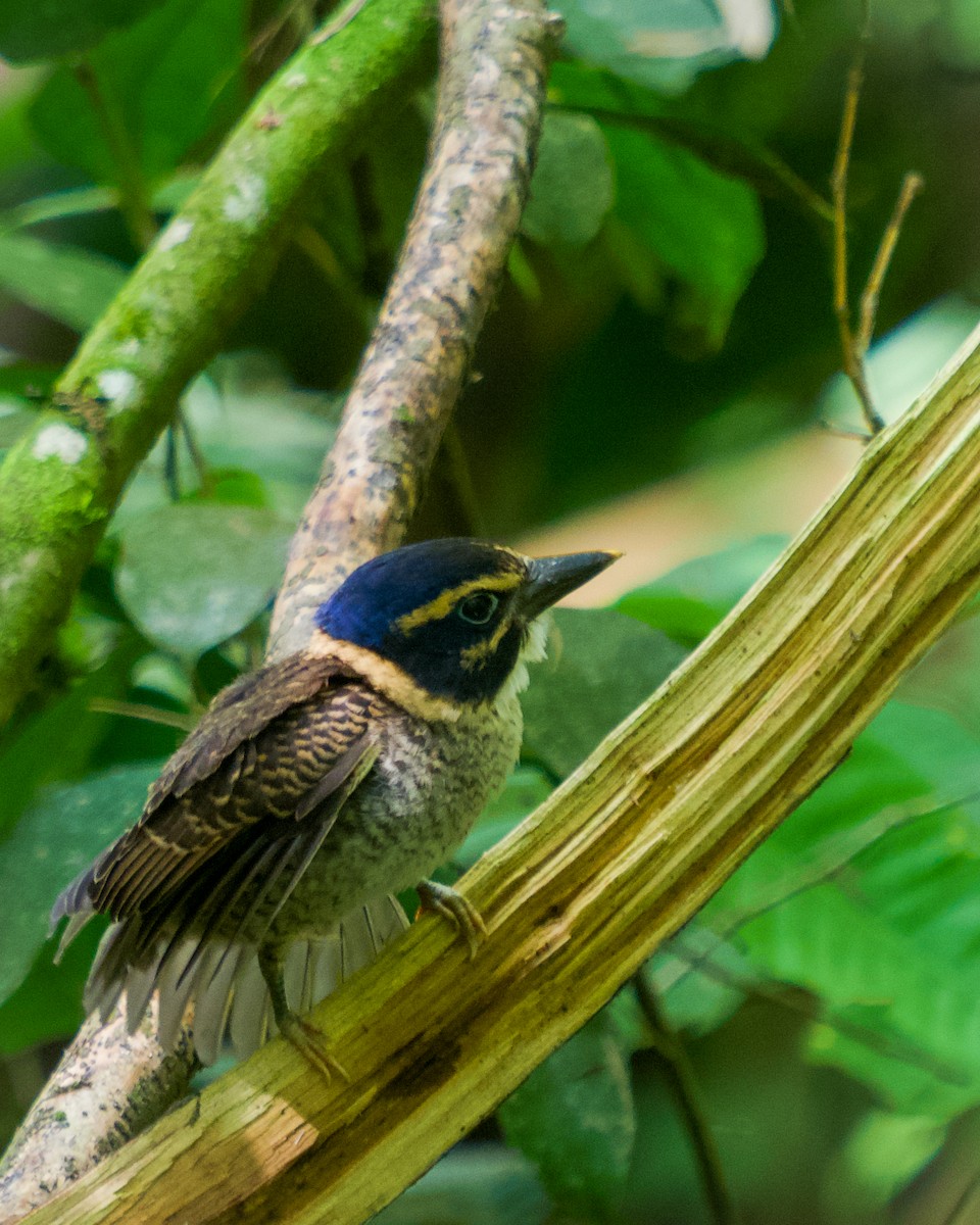 Scaly-breasted Kingfisher - ML637411558