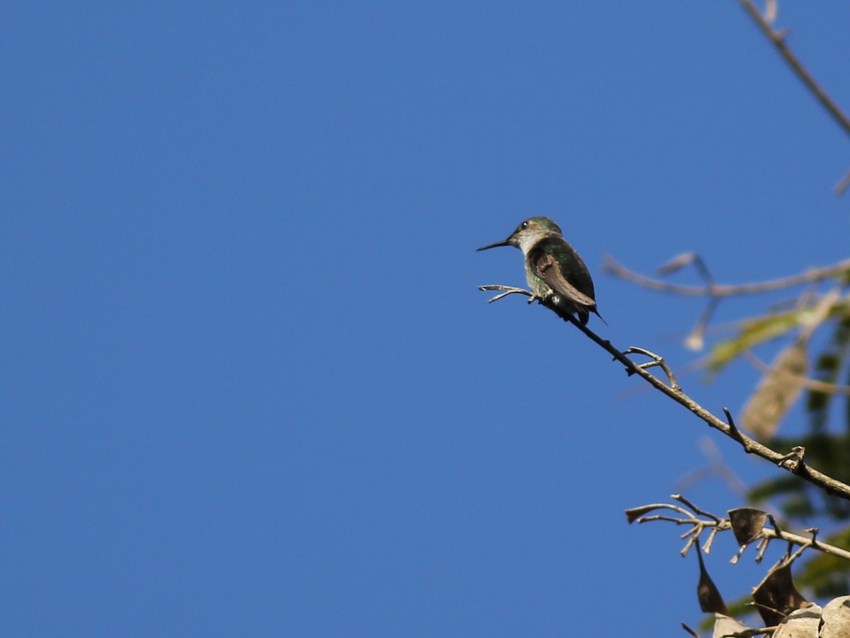 Colibrí Zumbadorcito - ML637411568