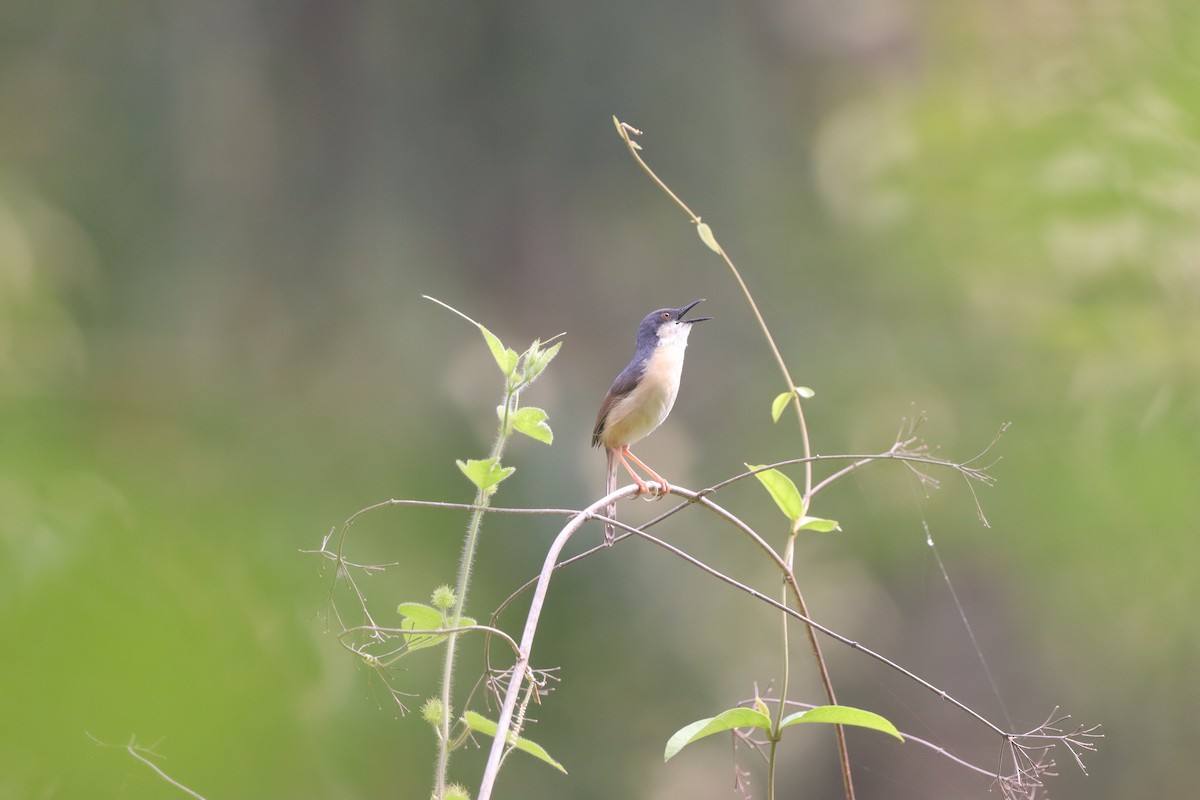 Ashy Prinia - ML637411636