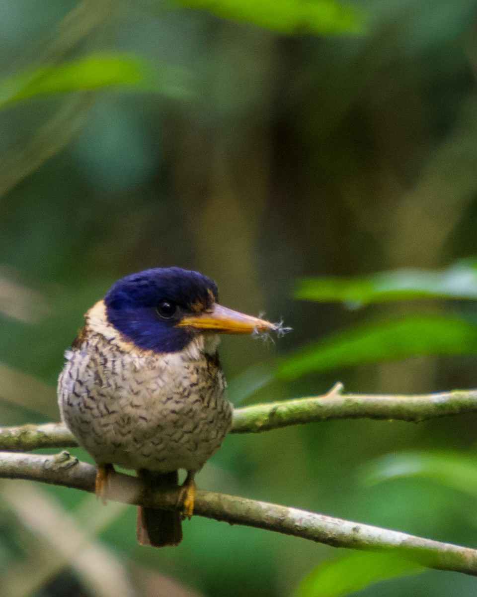 Scaly-breasted Kingfisher - ML637411638