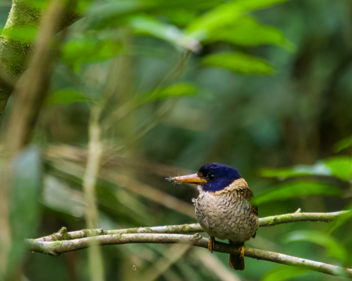 Scaly-breasted Kingfisher - ML637411640