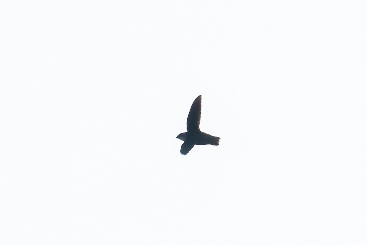 Chimney Swift - ML637411651