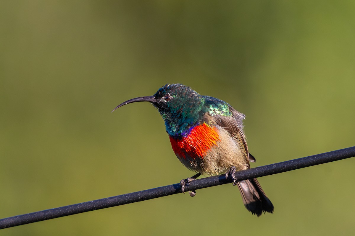 Greater Double-collared Sunbird - ML637411725