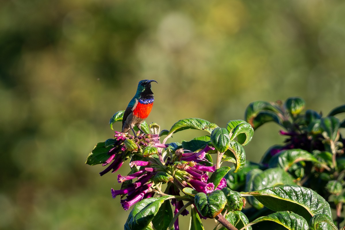 Greater Double-collared Sunbird - ML637411774