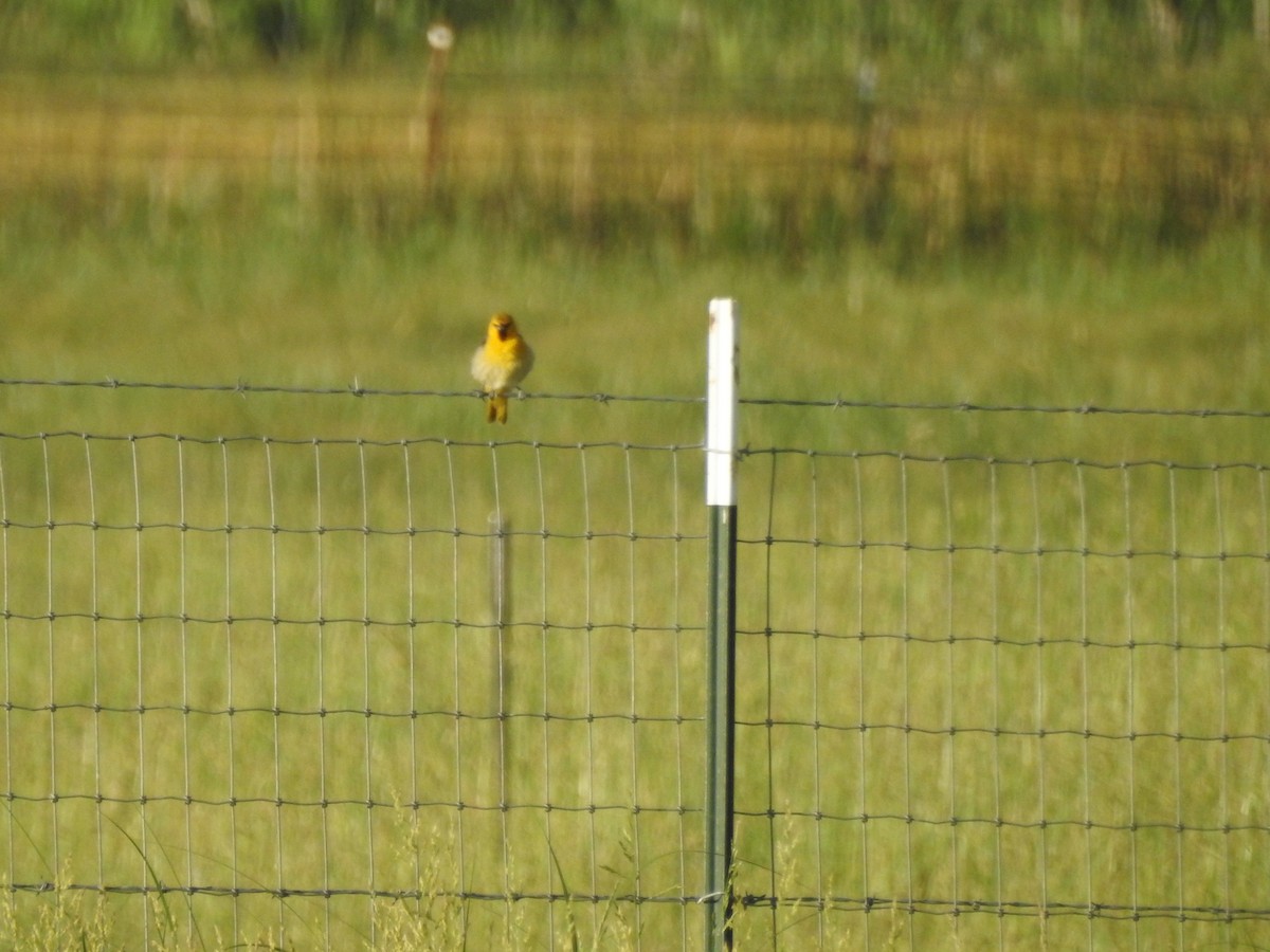 Bullock's Oriole - ML637411784
