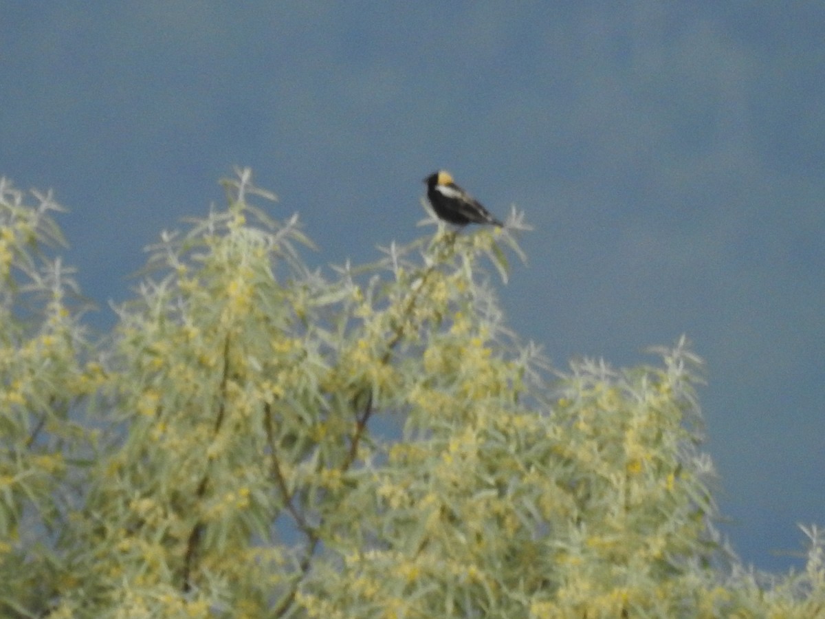 Bobolink - ML637411786