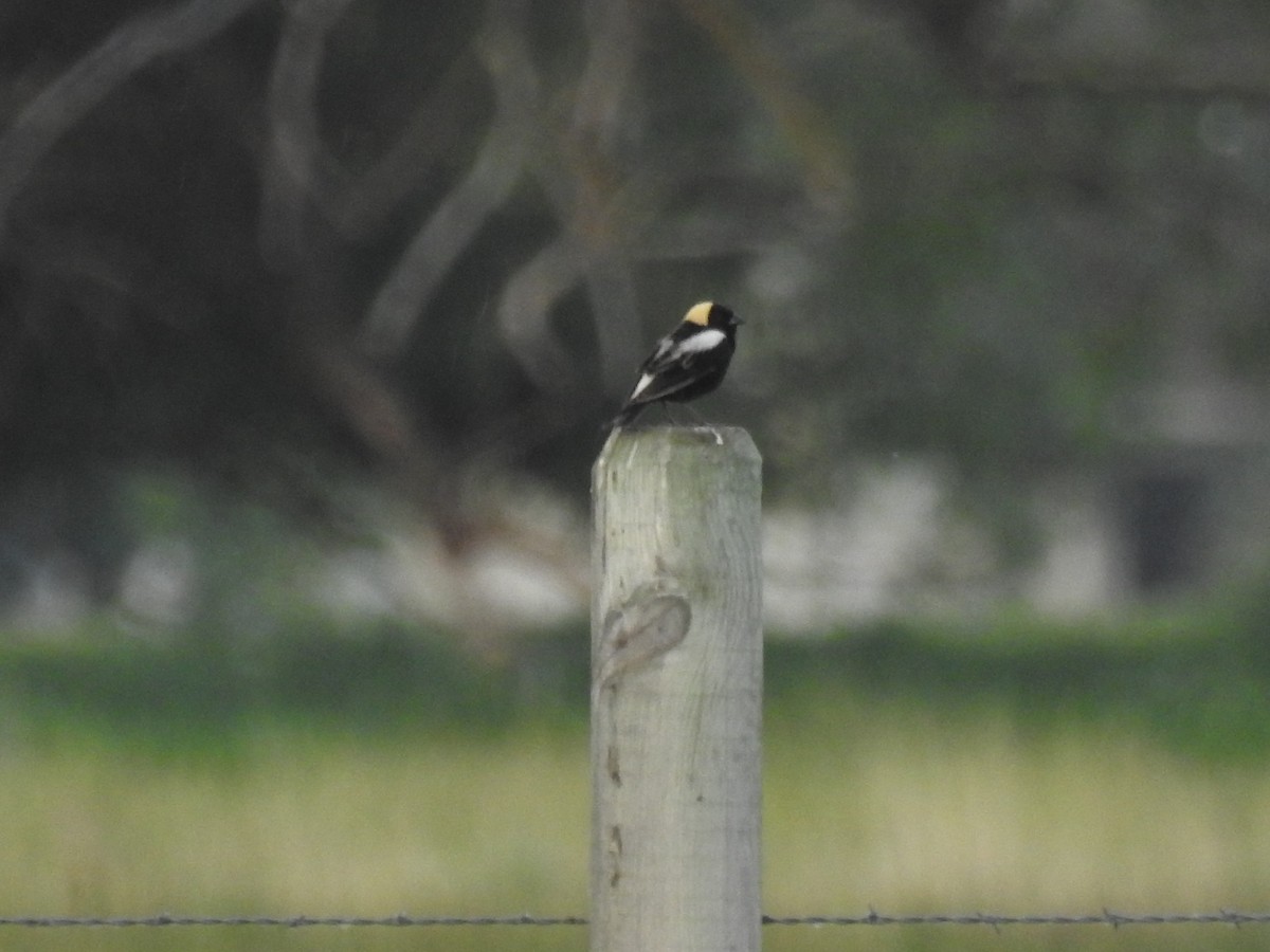 Bobolink - ML637411790