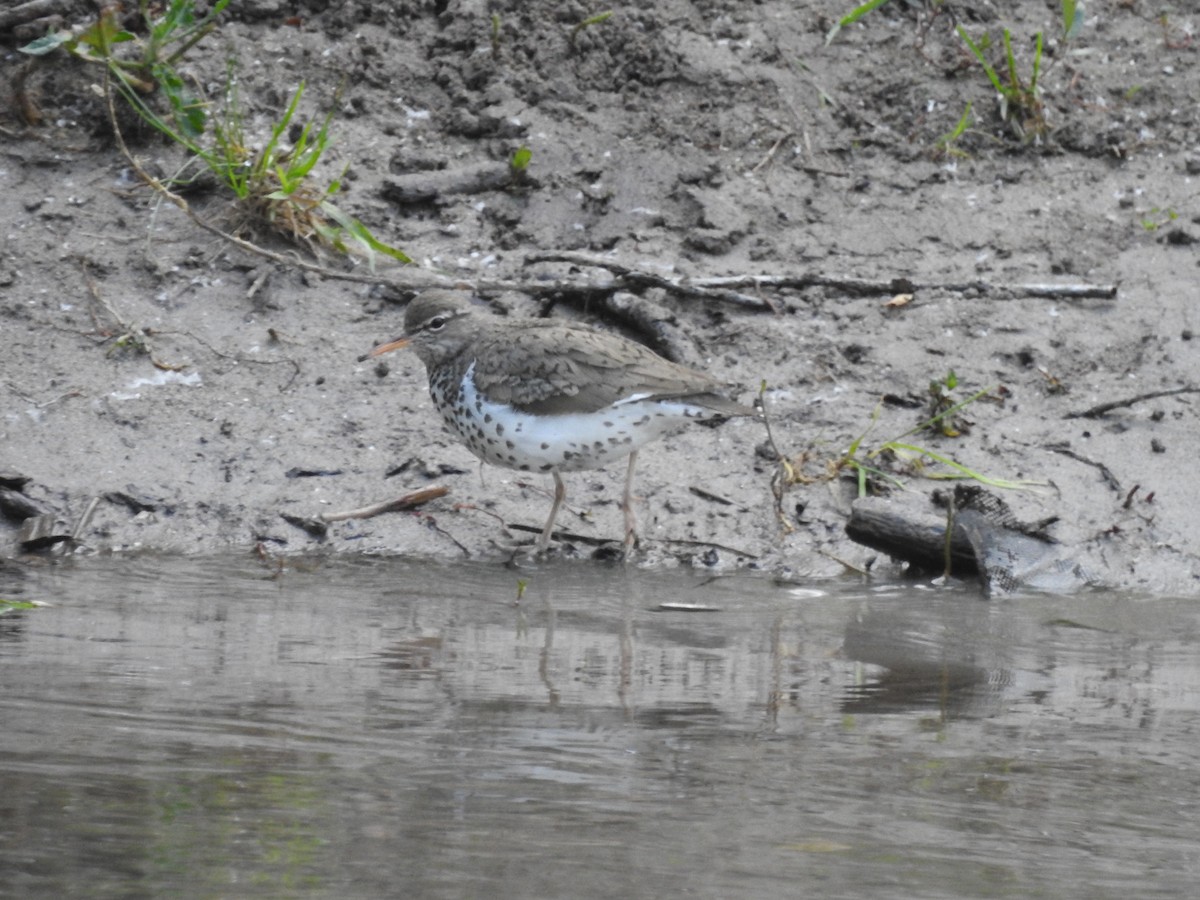 Spotted Sandpiper - ML637411801