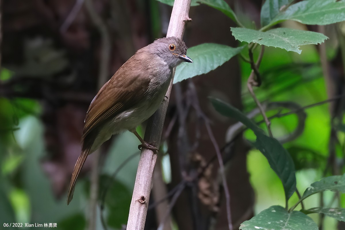 bulbul brýlatý - ML637411804