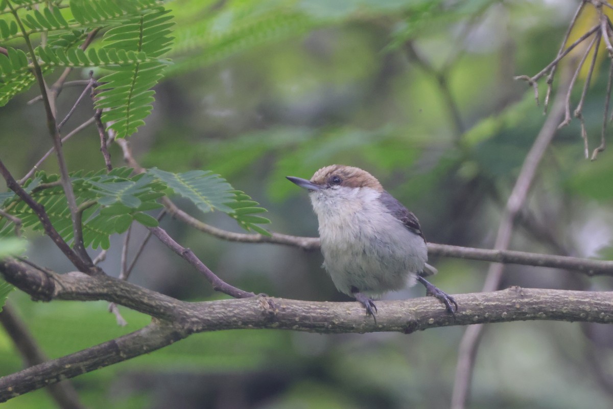 Brown-headed Nuthatch - ML637411808
