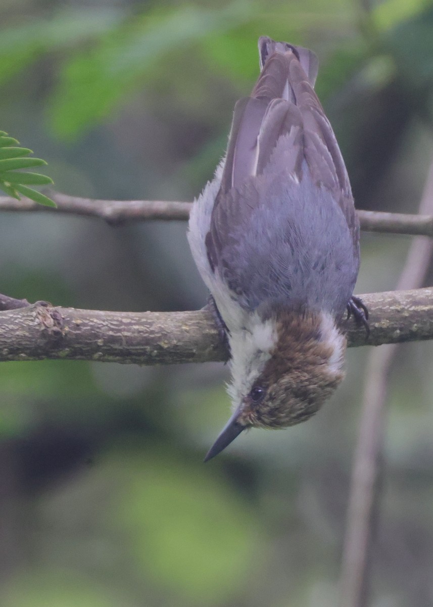Brown-headed Nuthatch - ML637411814