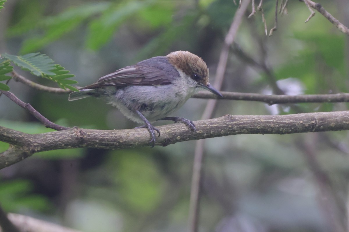Brown-headed Nuthatch - ML637411819