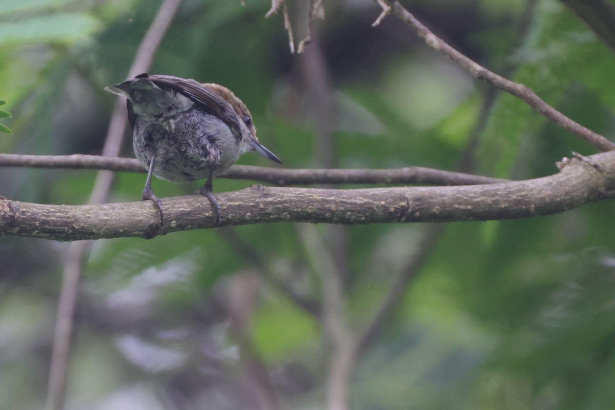Brown-headed Nuthatch - ML637411829