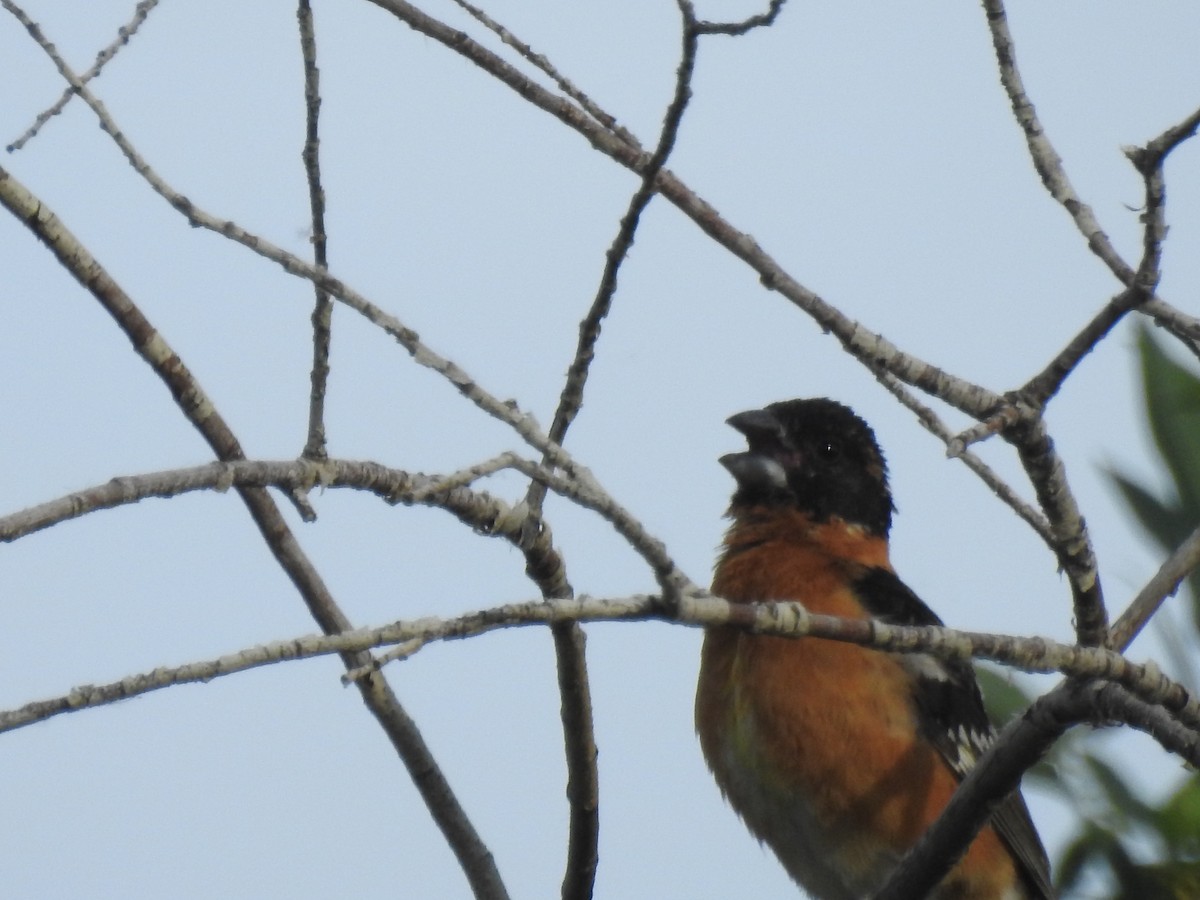 Black-headed Grosbeak - ML637411855