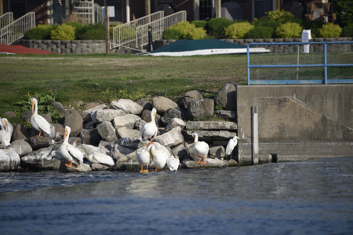 Great Egret - ML637411860