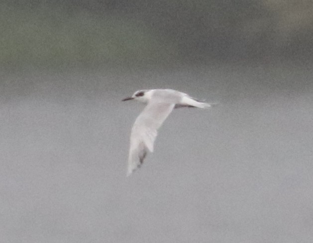 Forster's Tern - ML637411865