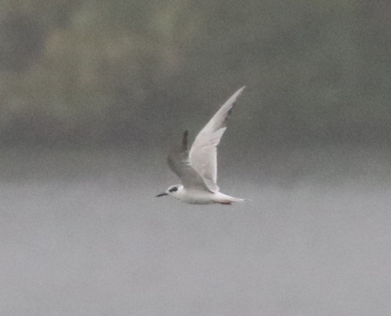 Forster's Tern - ML637411866