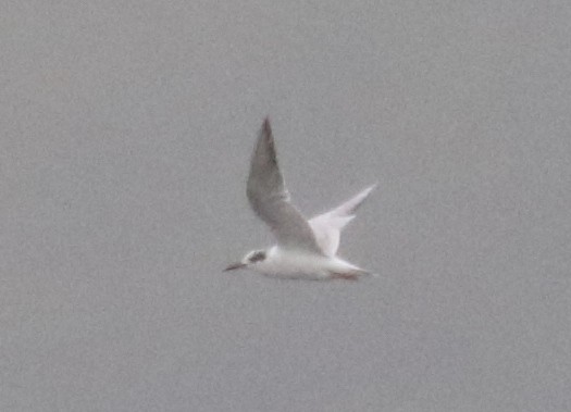 Forster's Tern - ML637411867