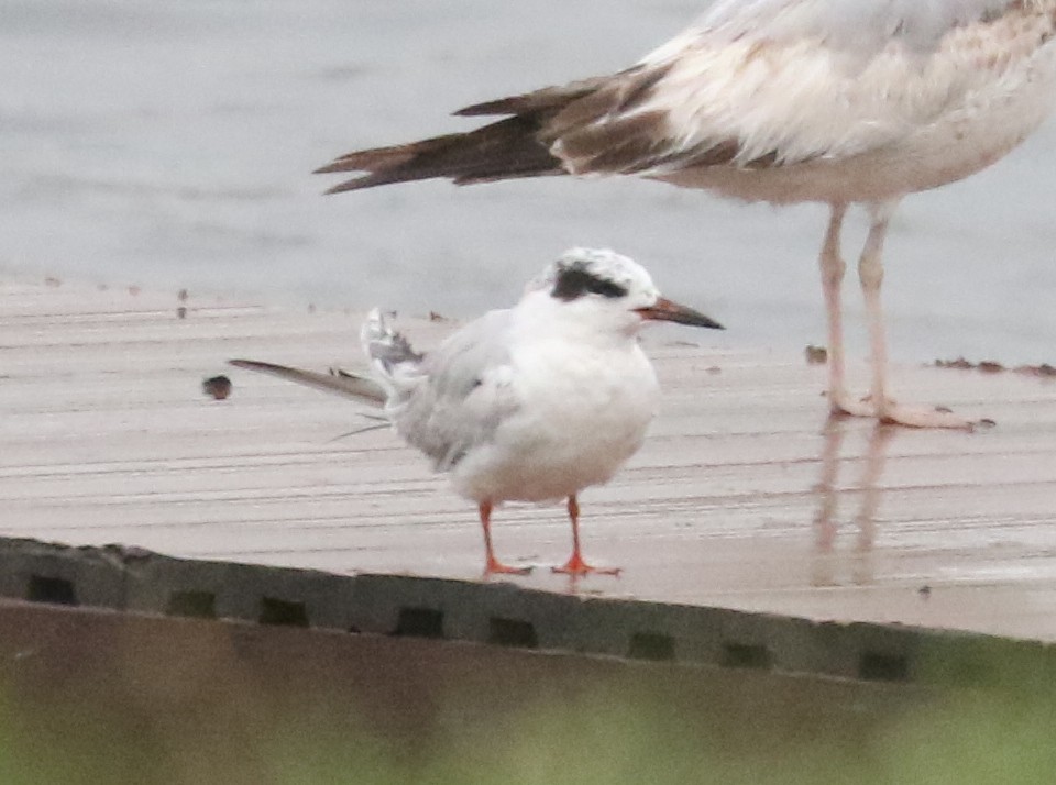 Forster's Tern - ML637411868