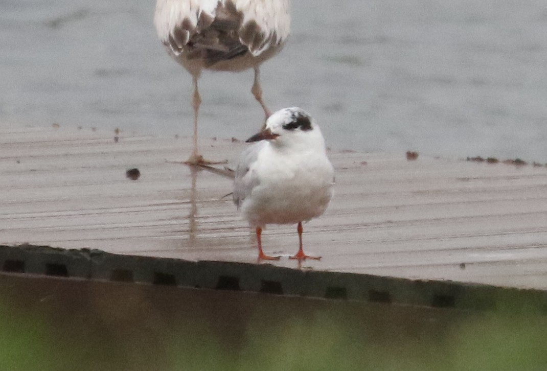 Forster's Tern - ML637411869