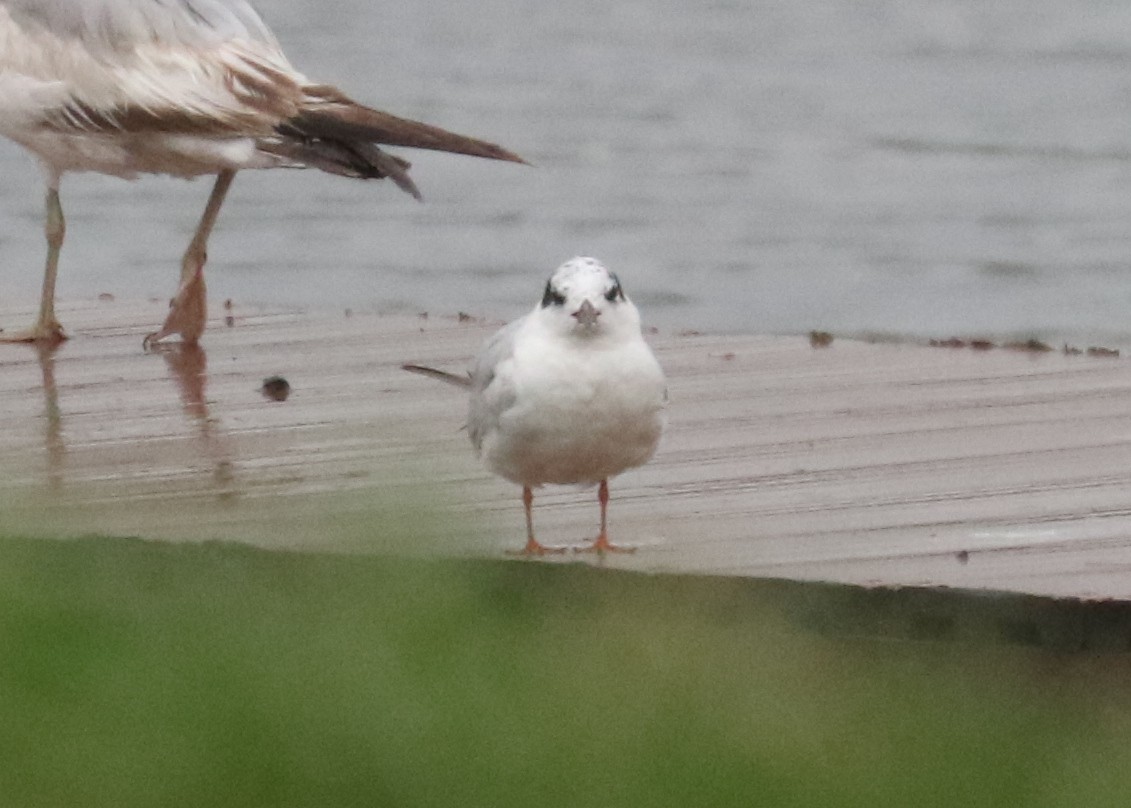Forster's Tern - ML637411870