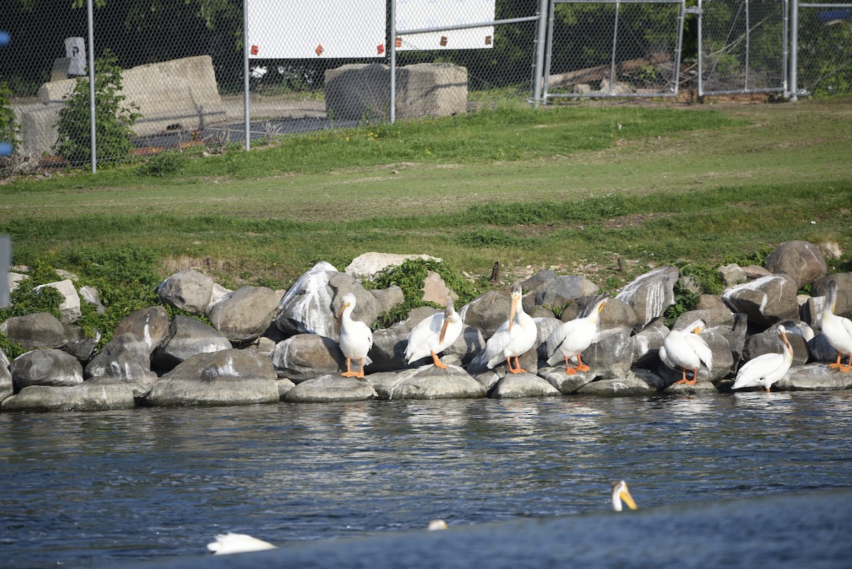 American White Pelican - ML637411876