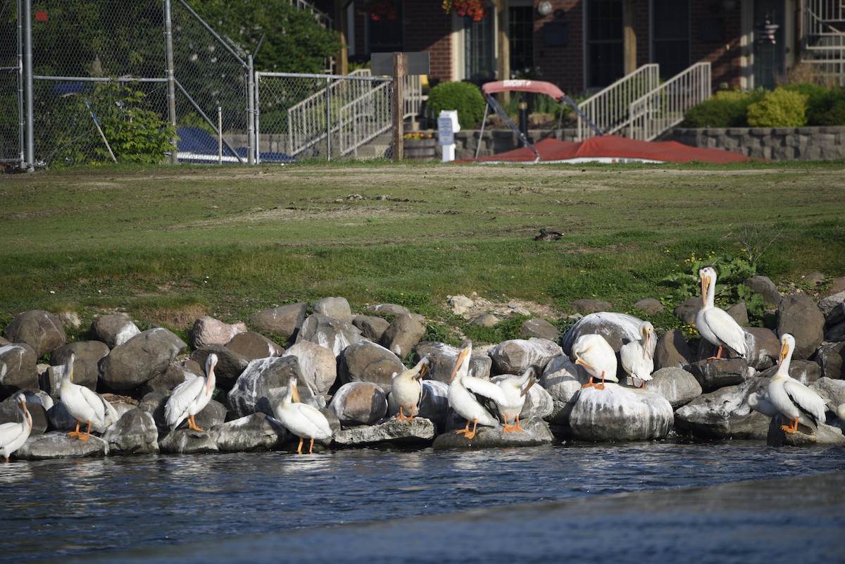 American White Pelican - ML637411877