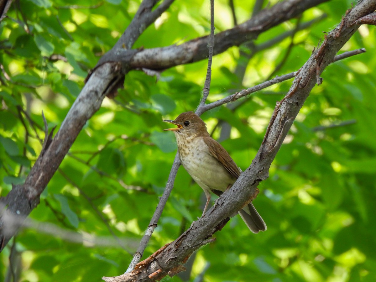 Veery - ML637411931