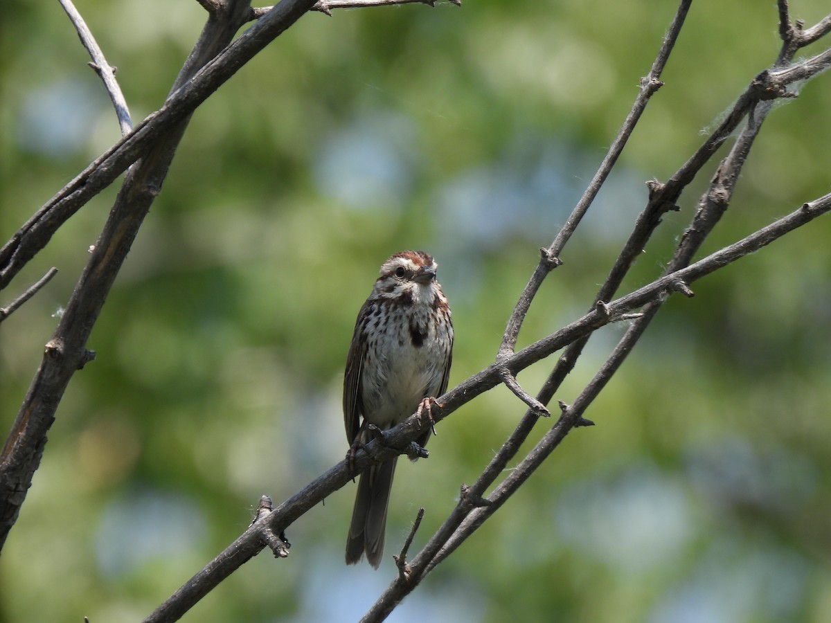 Song Sparrow - ML637411937