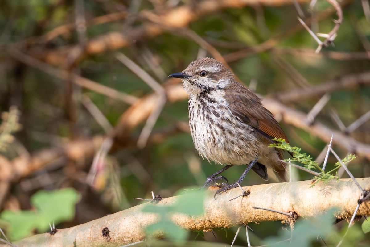 Spotted Morning-Thrush - ML637411942