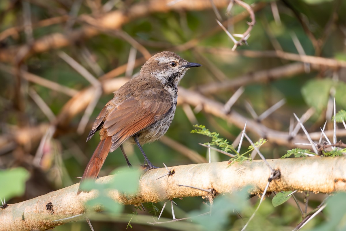 Spotted Morning-Thrush - ML637411943