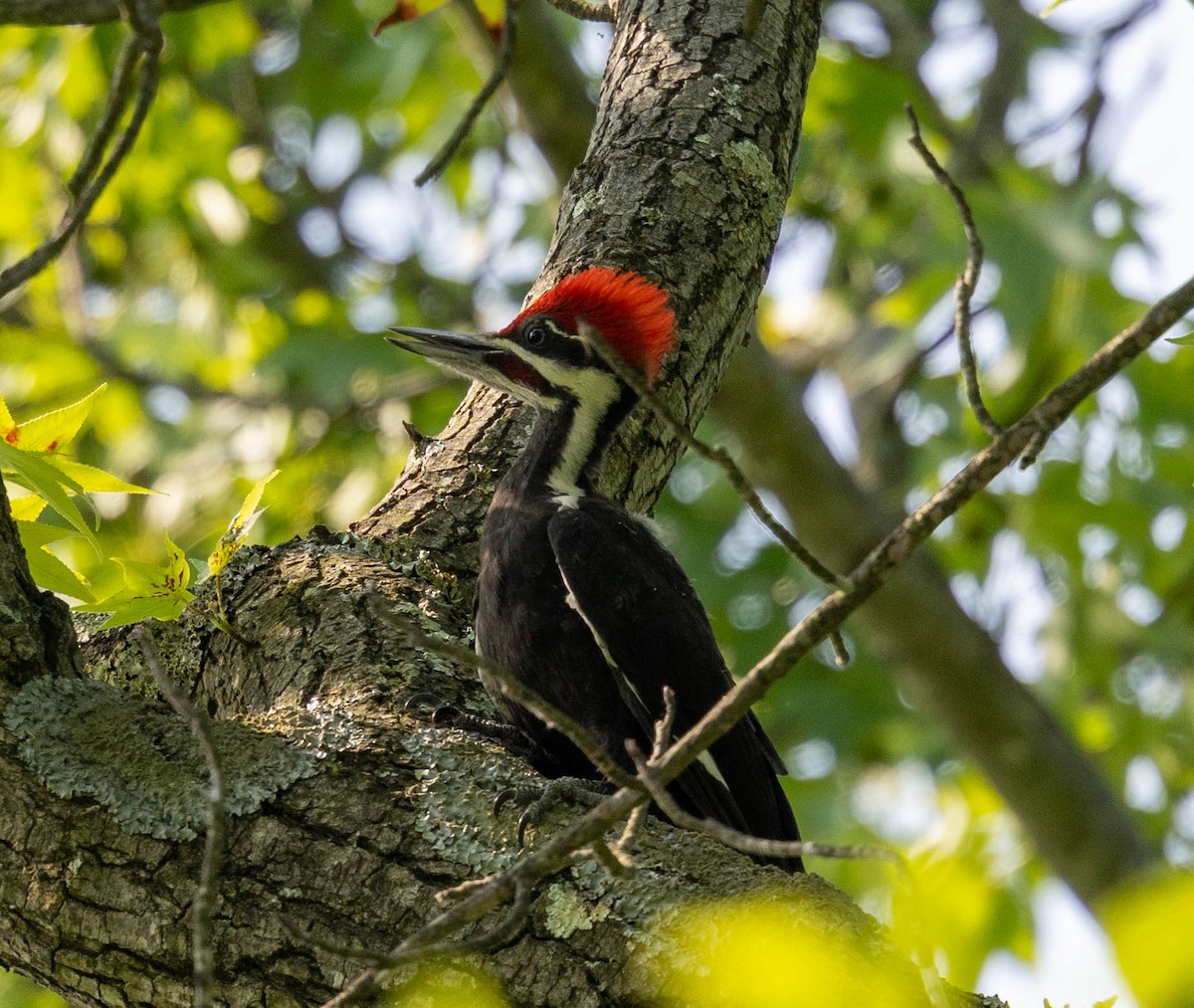 Pileated Woodpecker - ML637411966
