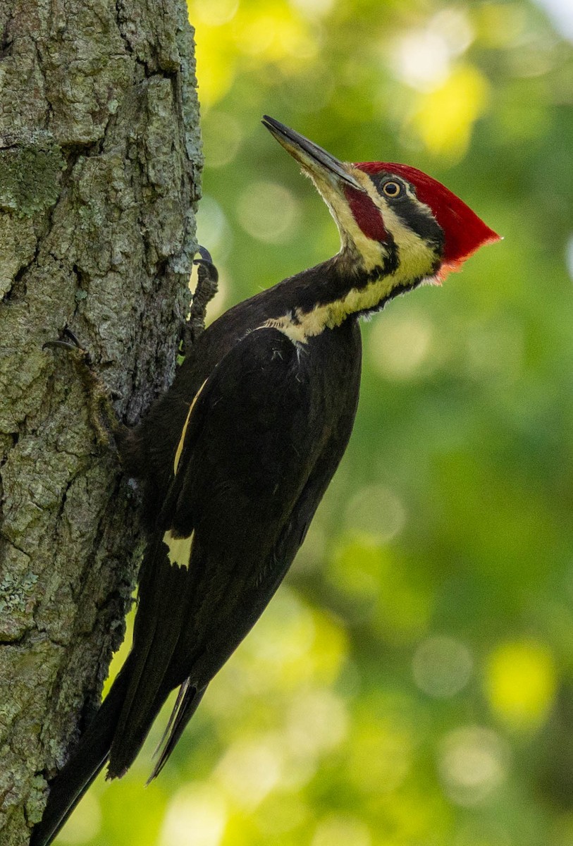Pileated Woodpecker - ML637411982