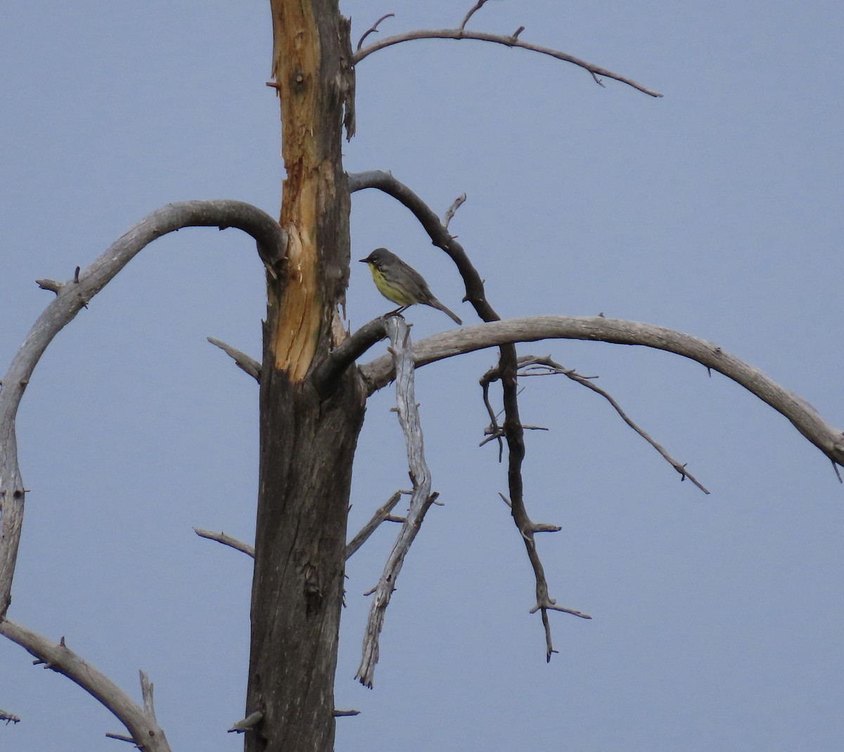 Kirtland's Warbler - ML637411989