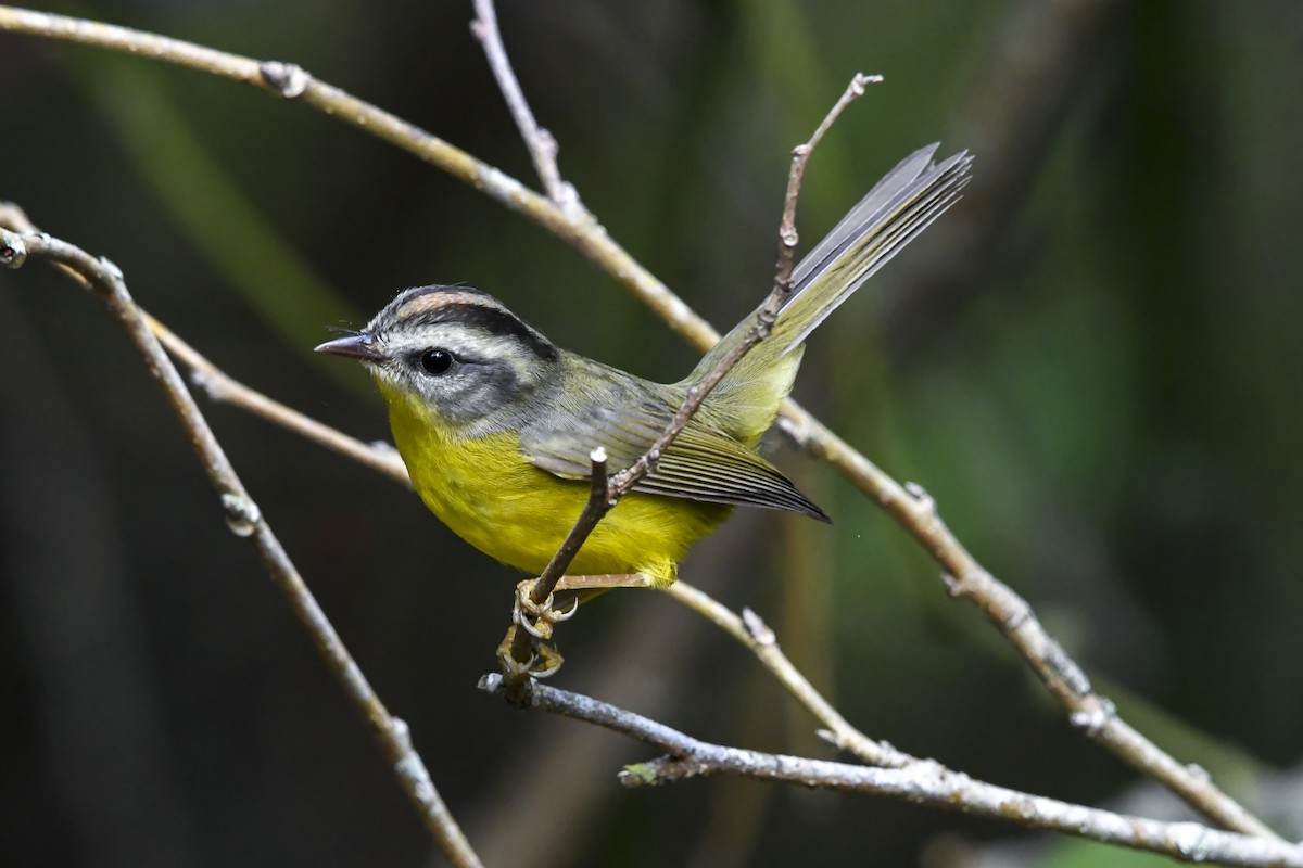 Golden-crowned Warbler - ML637412008