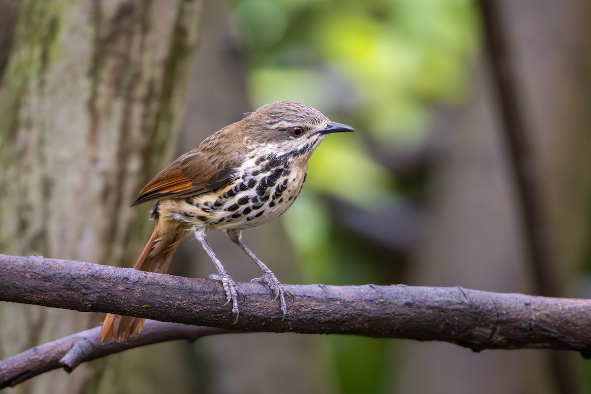 Spotted Morning-Thrush - ML637412013