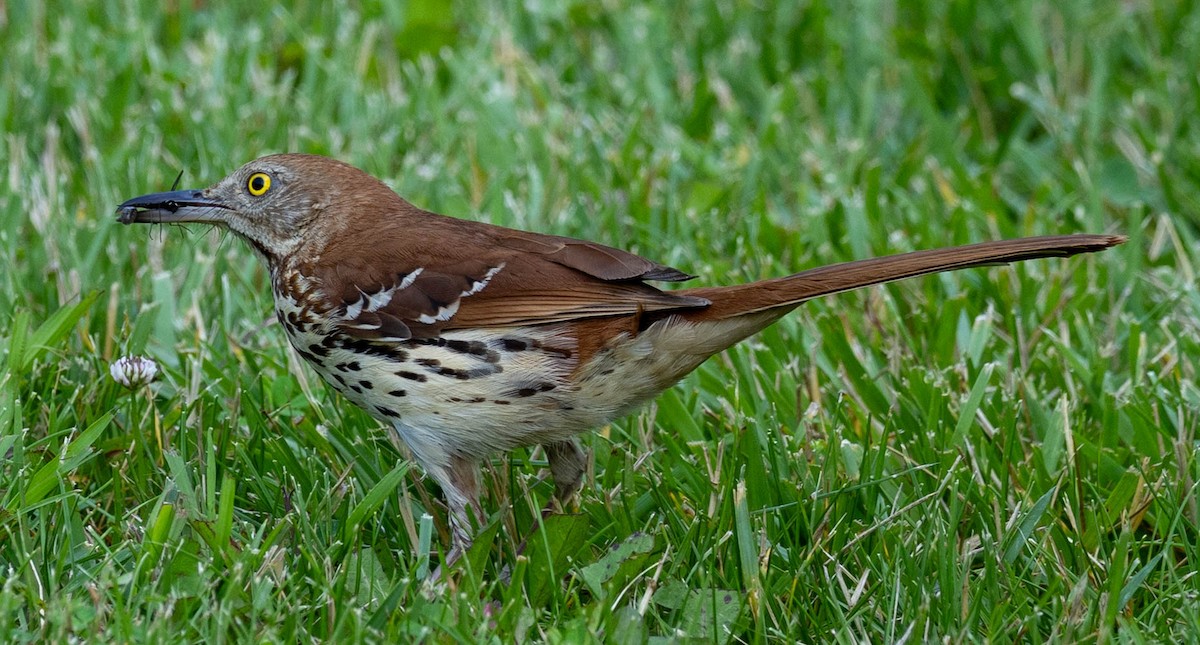 Brown Thrasher - ML637412015