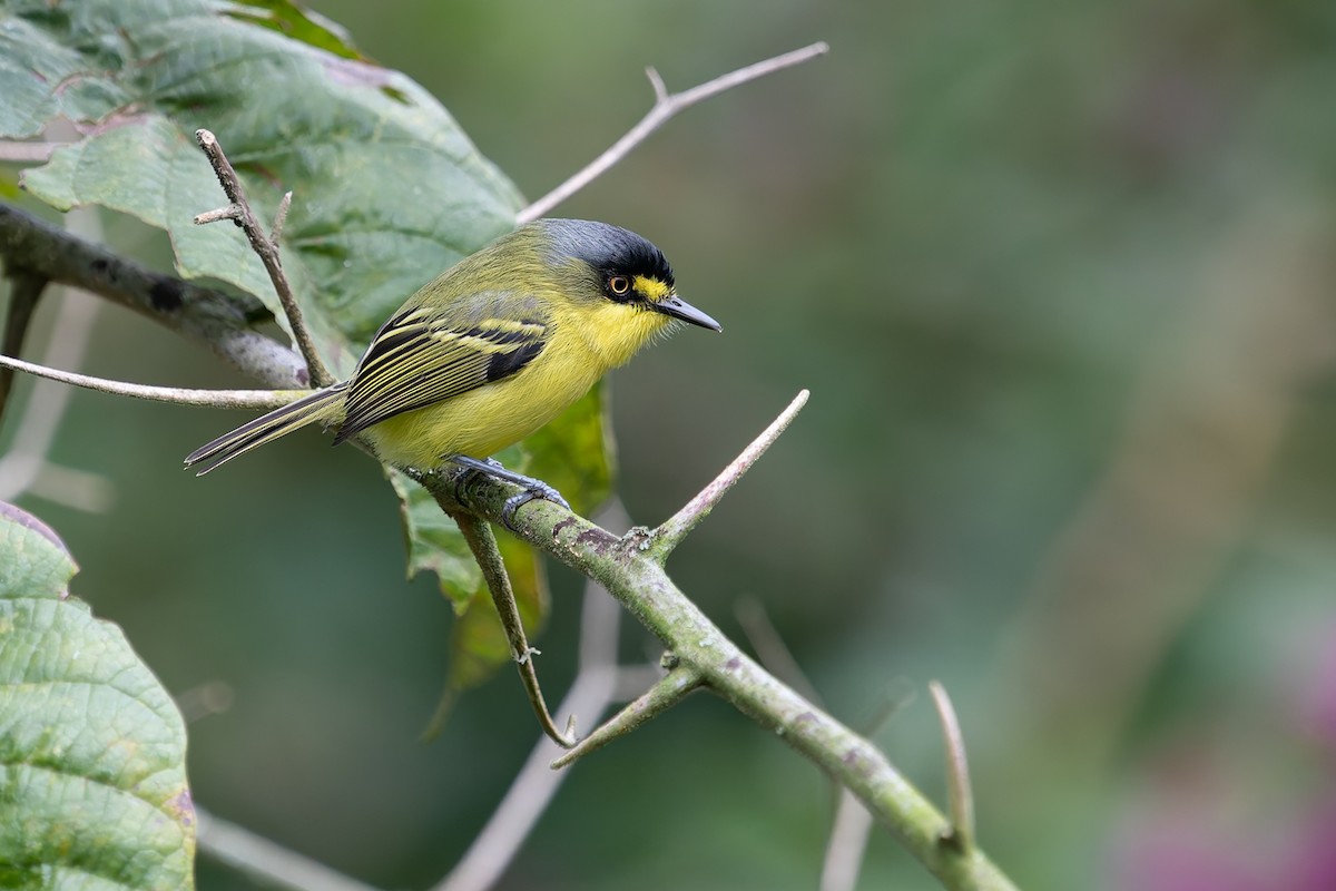 Gray-headed Tody-Flycatcher - ML637412026