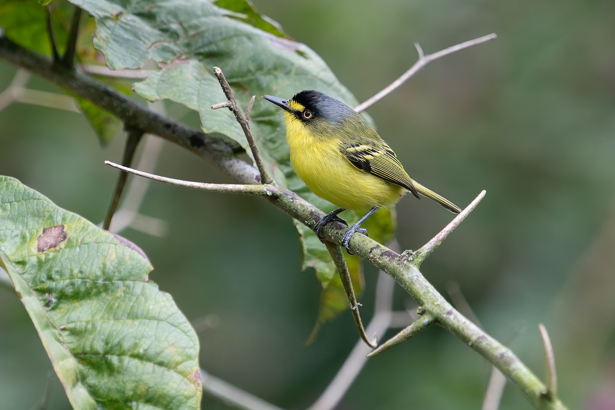 Gray-headed Tody-Flycatcher - ML637412027