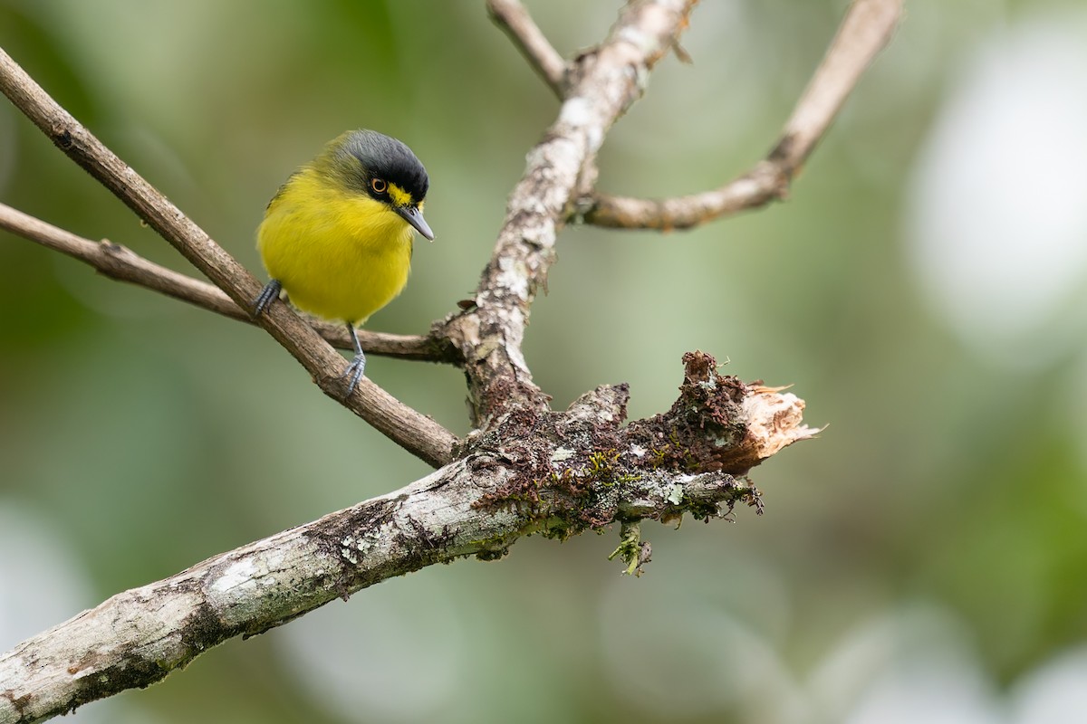 Gray-headed Tody-Flycatcher - ML637412028