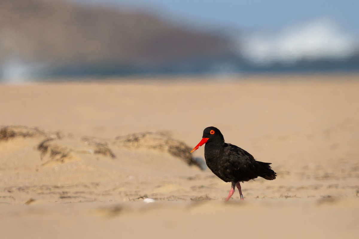 African Oystercatcher - ML637412070
