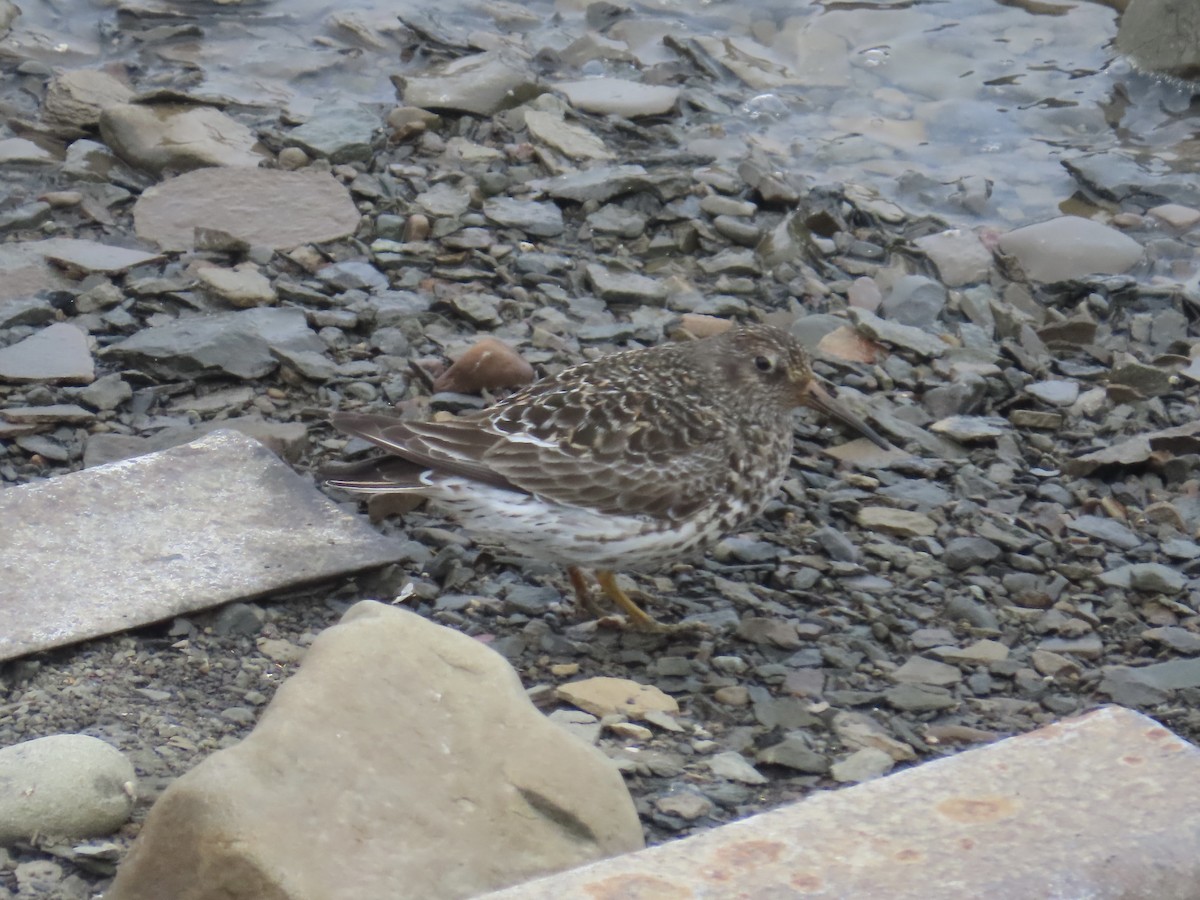 Purple Sandpiper - ML637412079