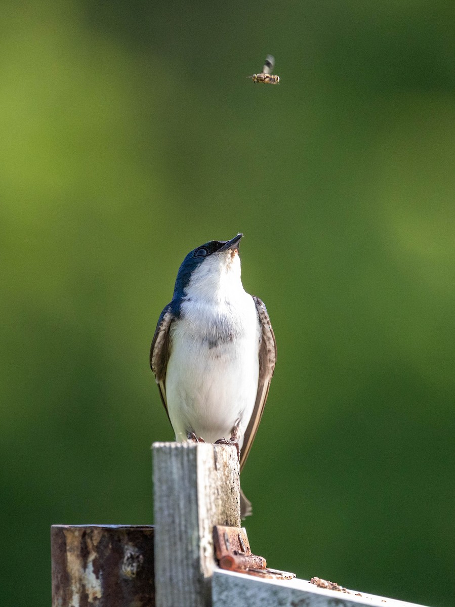 Tree Swallow - ML637412098
