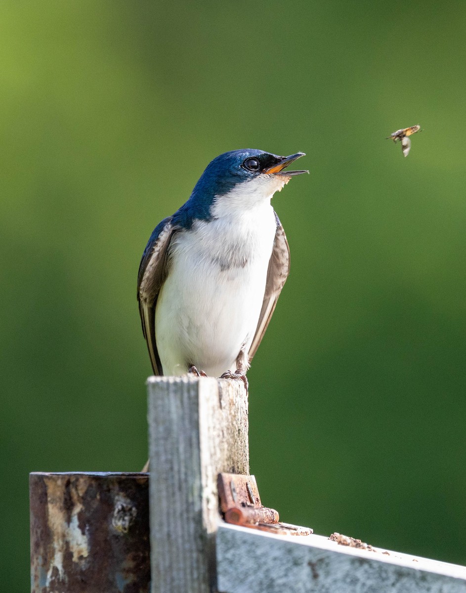 Tree Swallow - ML637412106
