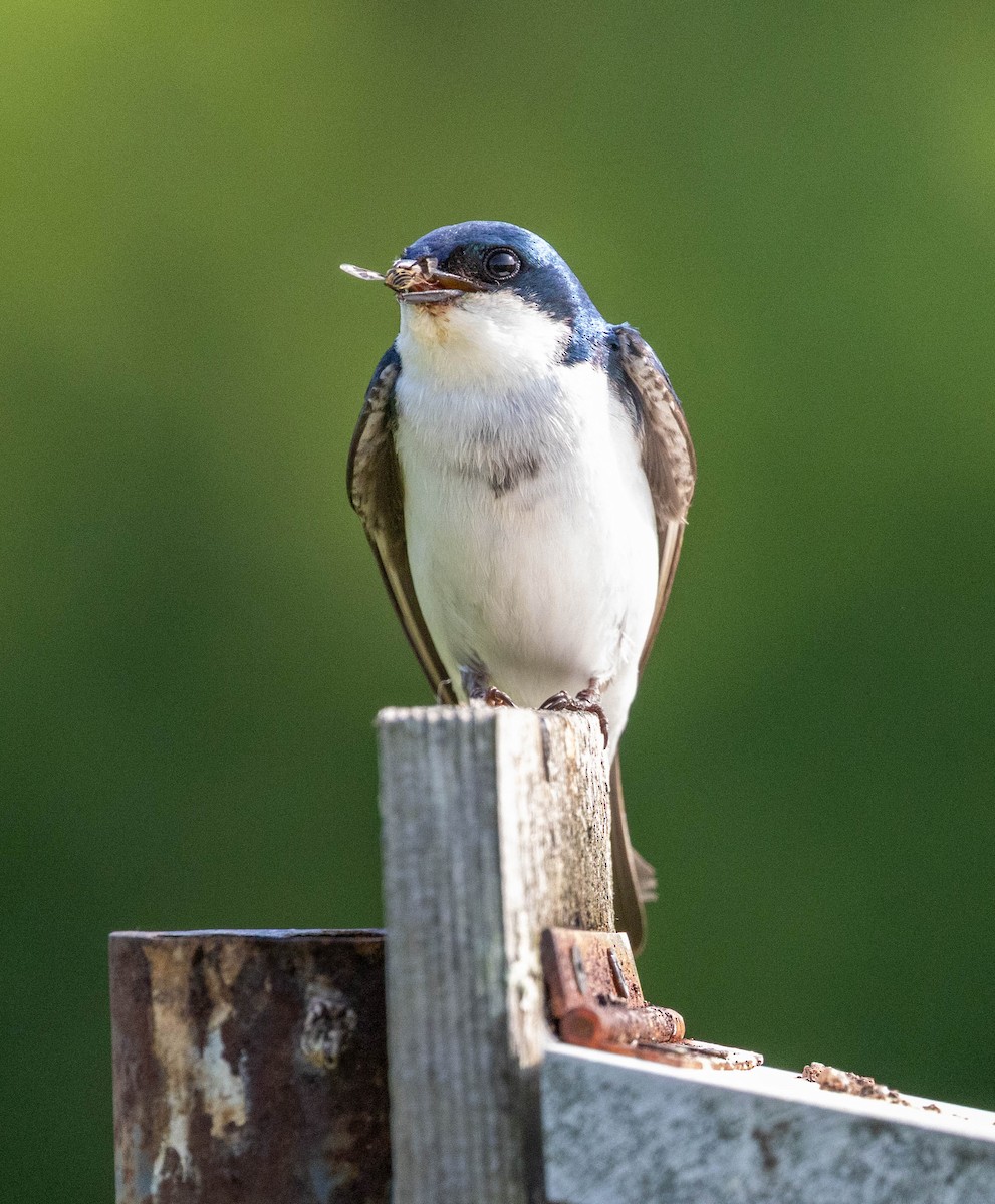 Tree Swallow - ML637412124