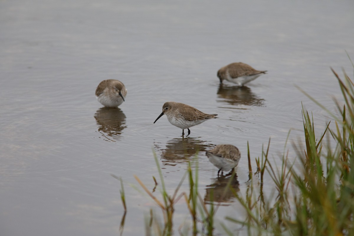 Dunlin - ML63741221