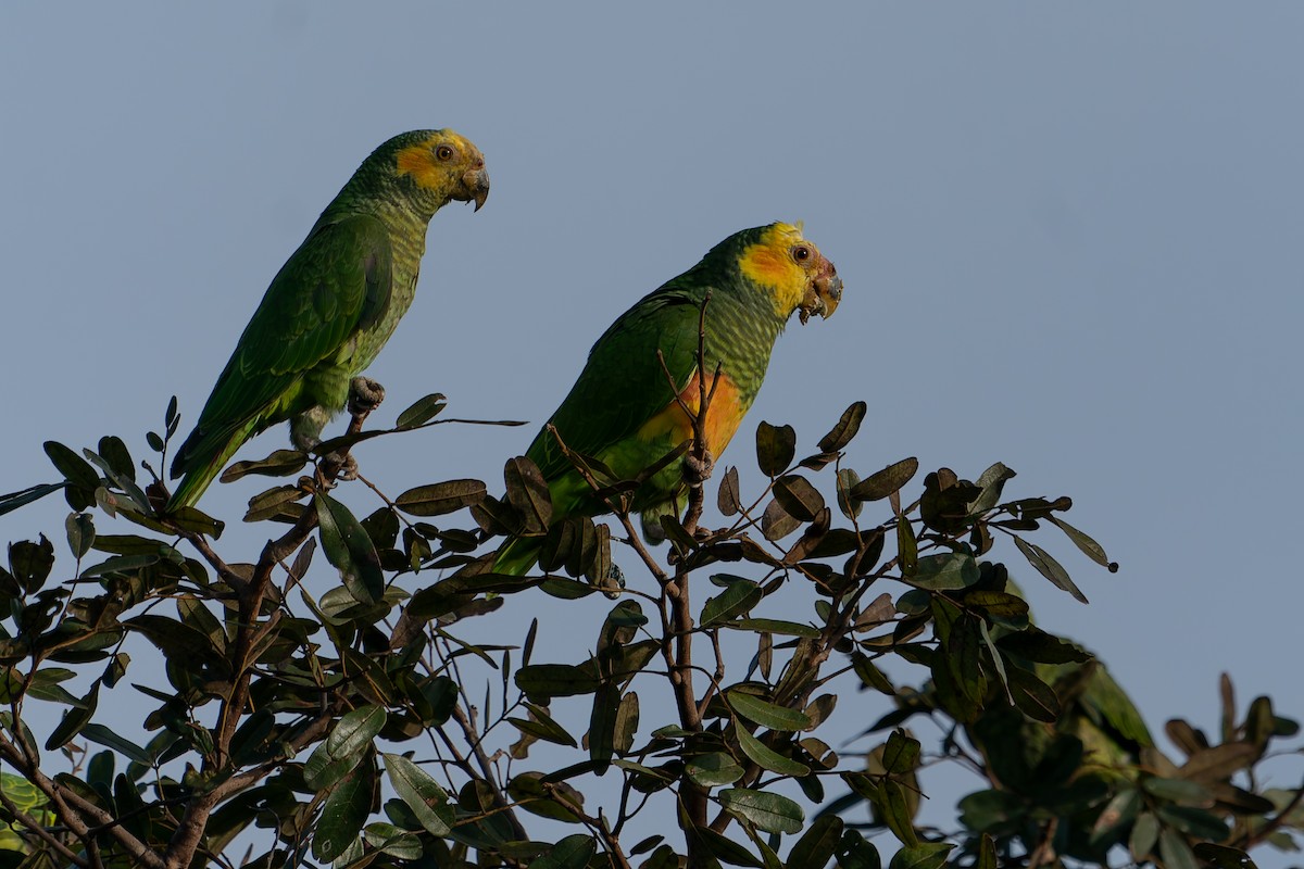 Yellow-faced Parrot - ML637412223