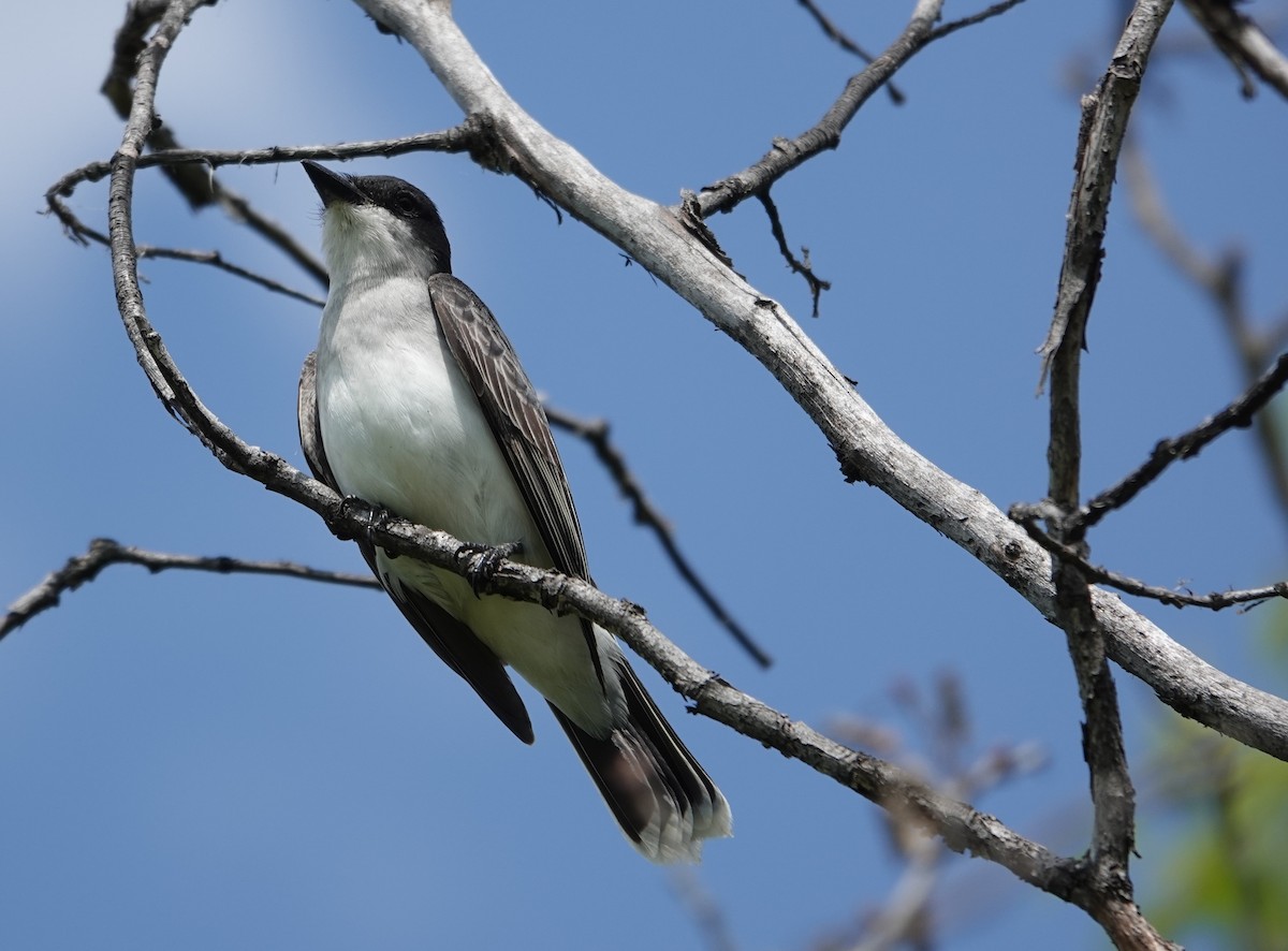 Eastern Kingbird - ML637412256