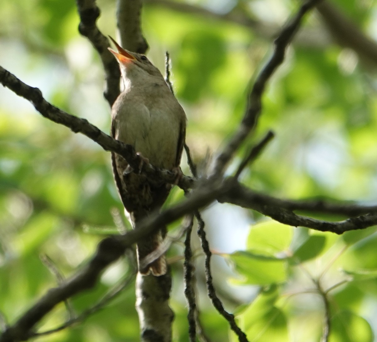 Northern House Wren - ML637412271